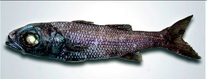 Epigonus telescopus_04